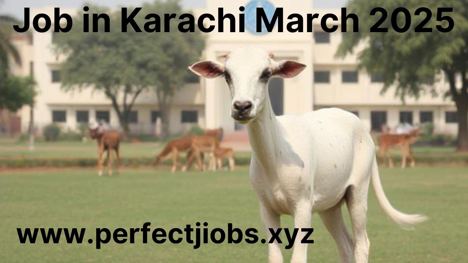 Job in Karachi March (2025)